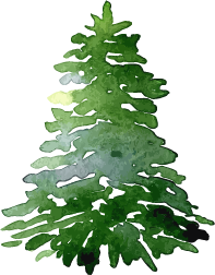 aquarelle sapin