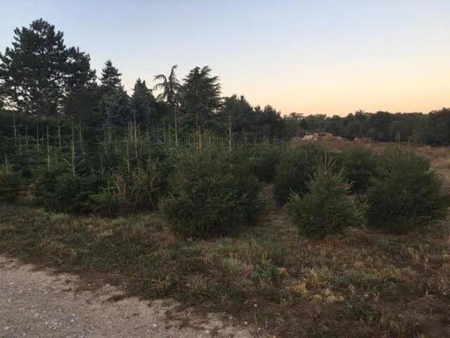 sapins