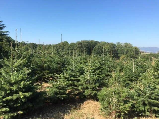 sapins