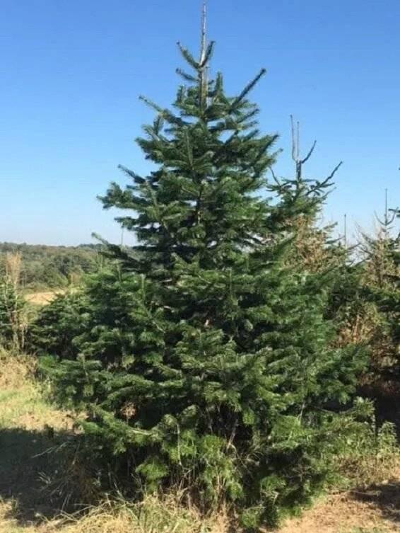Vente de sapin Noël près de Venissieux