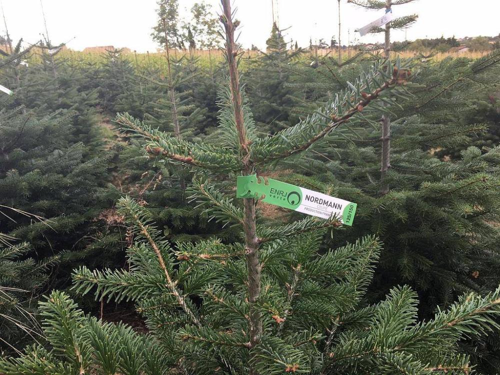Sapin naturel près de Venissieux