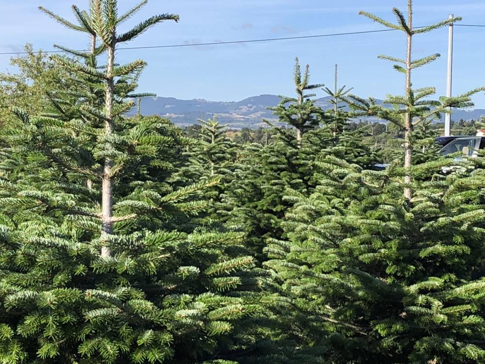 photo sapins